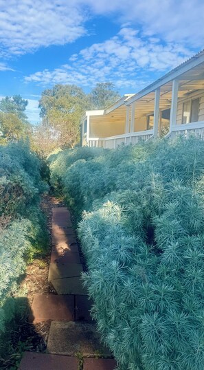 A pathway flanked by dense, evergreen shrubs leading to a building with a white exterior and a covered porch. - Private cottage, stunning views, amongst vines, close to beaches and wineries (Tatachilla)