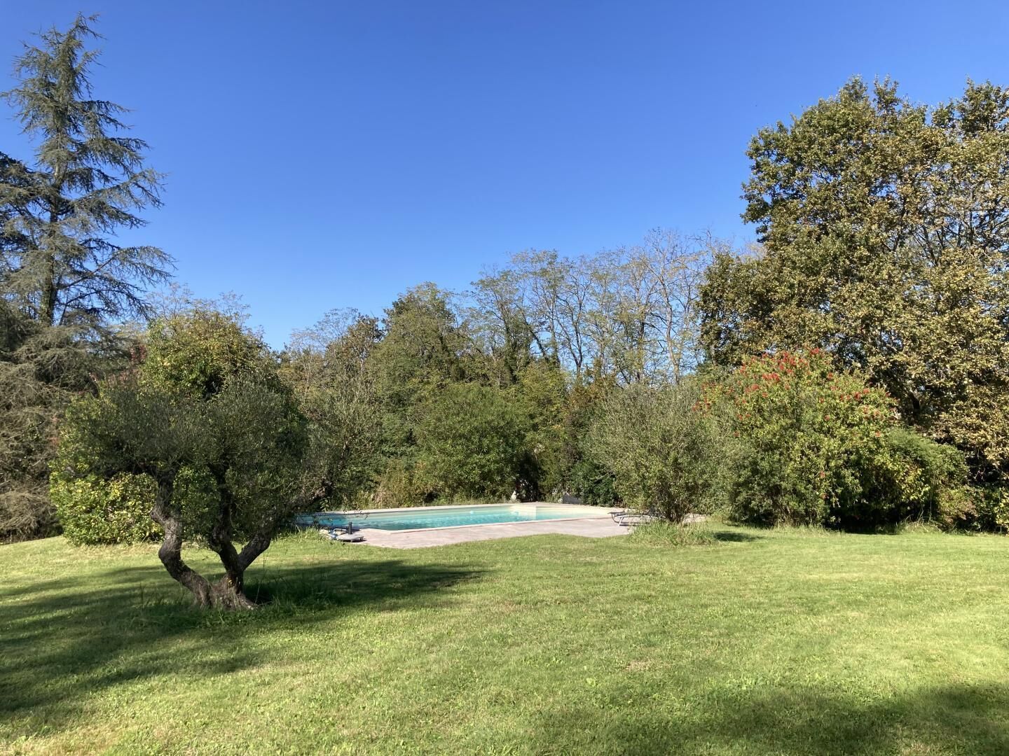 A backyard with a swimming pool, surrounded by trees and grass.