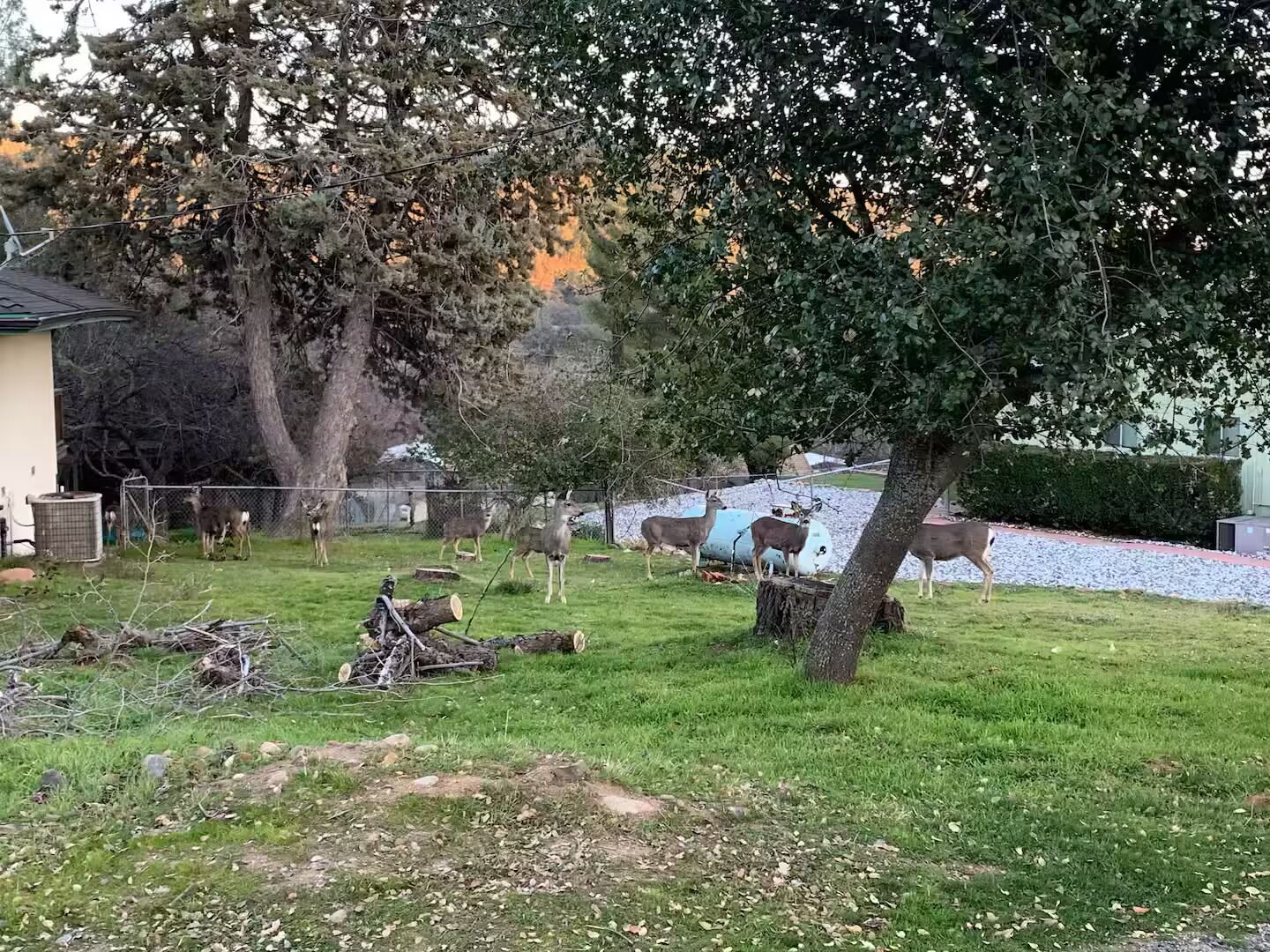 En lukket udendørs område med træer og en bygning i baggrunden.
