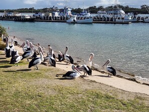 A waterfront with a row of pelicans on the shore and boats docked in the background.
