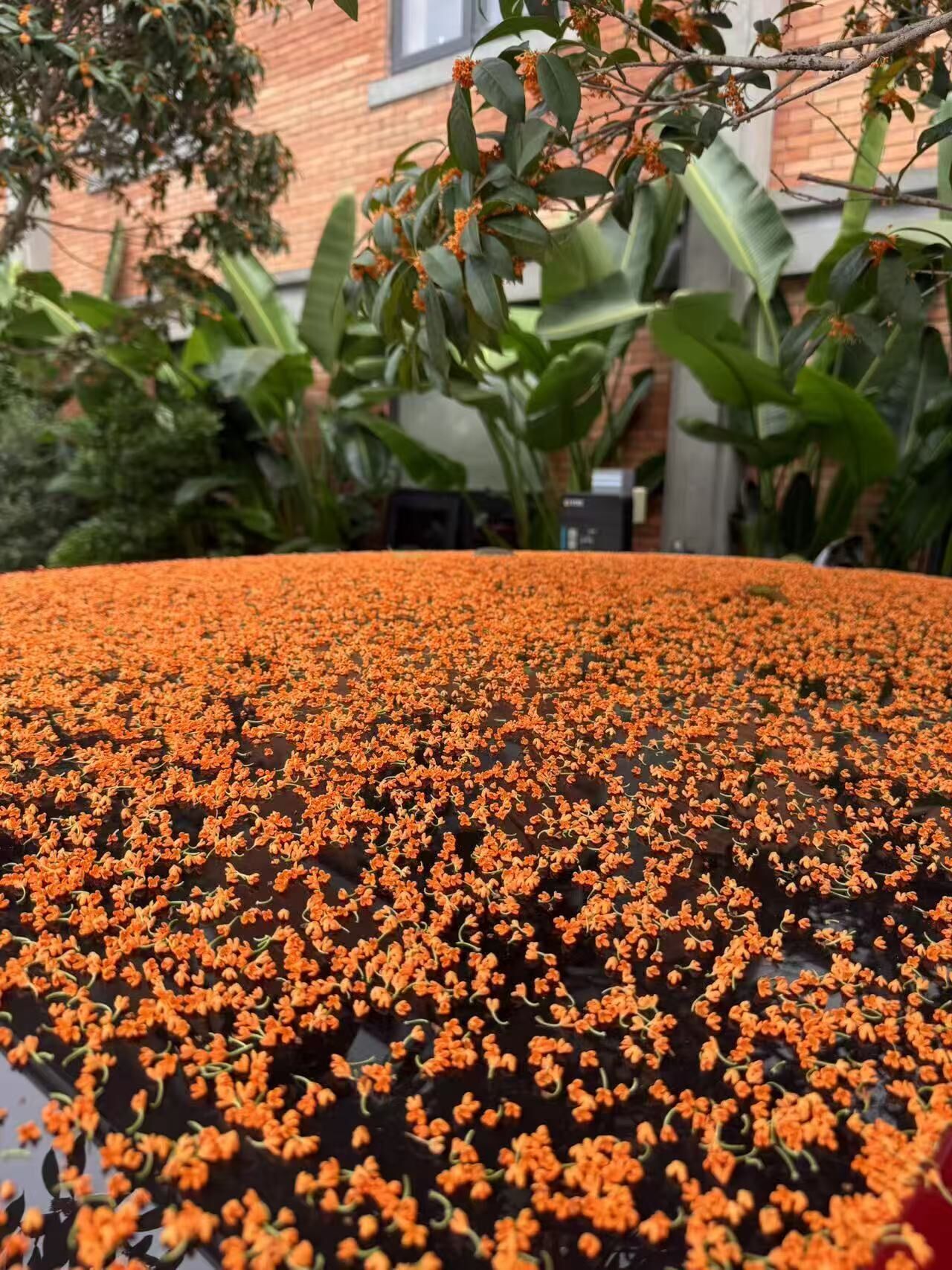 Un jardín con diversas plantas y un muro de ladrillo al fondo.