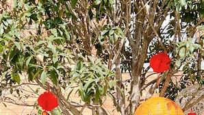 Un árbol adornado con decoraciones, incluyendo faroles y flores rojas.