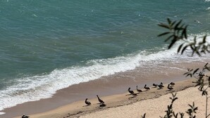 A beach with birds and waves.
