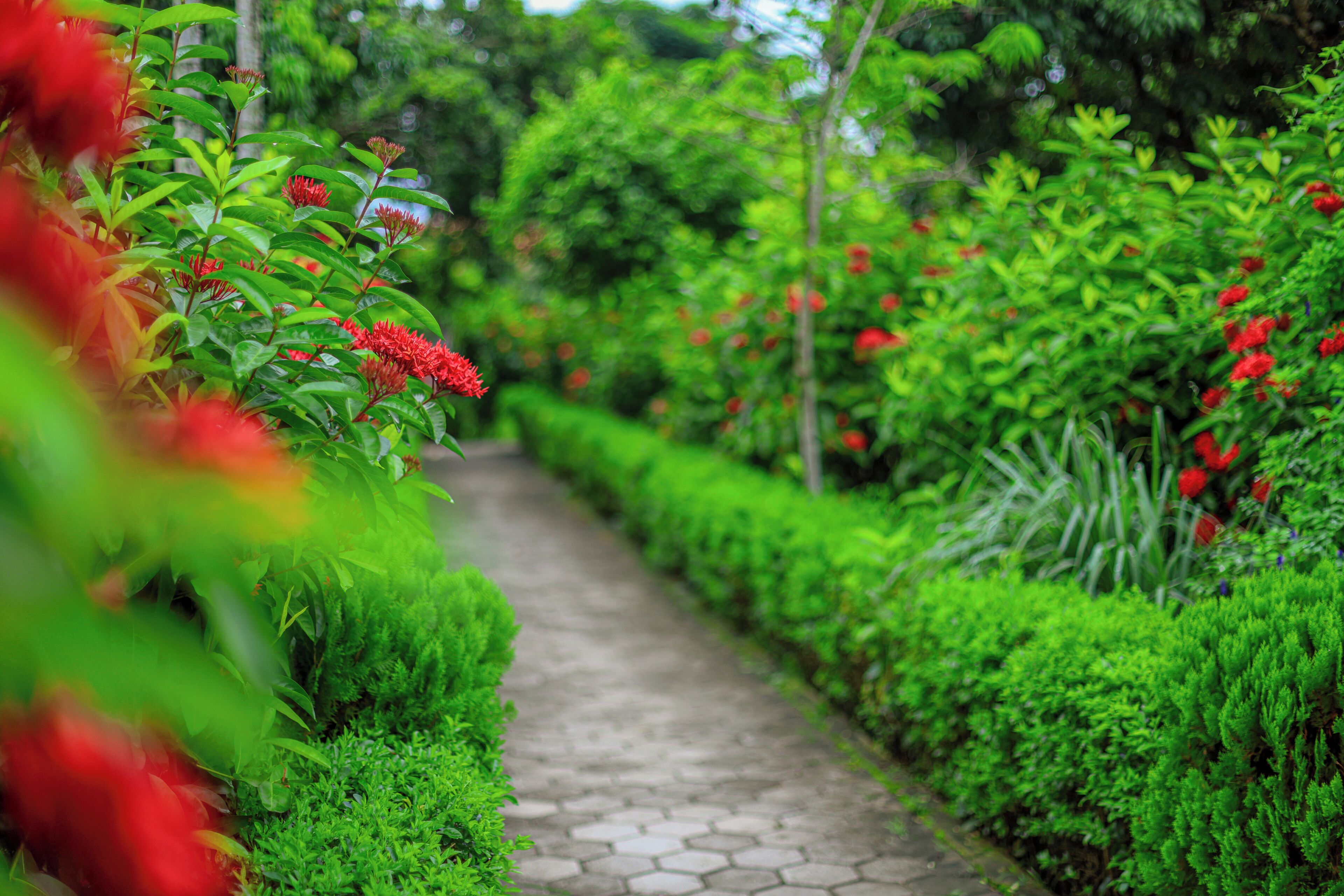 Un sendero bordeado por setos verdes y flores rojas.