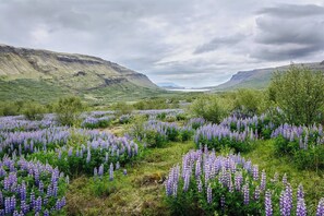 A field of purple flowers with a mountainous backdrop. - Tranquil Countryside Retreat in Hvalfjordur, Iceland (Hvalfjörður)