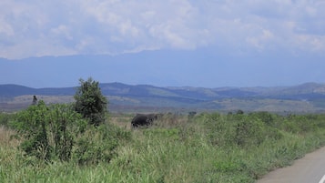 Uma estrada com uma área gramada e uma árvore ao primeiro plano.
