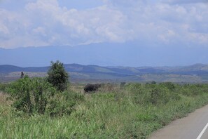 Una carretera con una zona verde y un árbol al frente.
