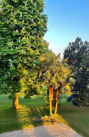 A garden with a large tree, palm trees, and a clear sky.