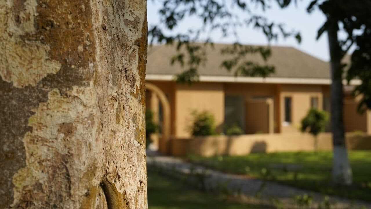 A tree trunk in the foreground with a building in the background.