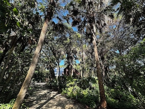 A pathway surrounded by tall trees and dense foliage.