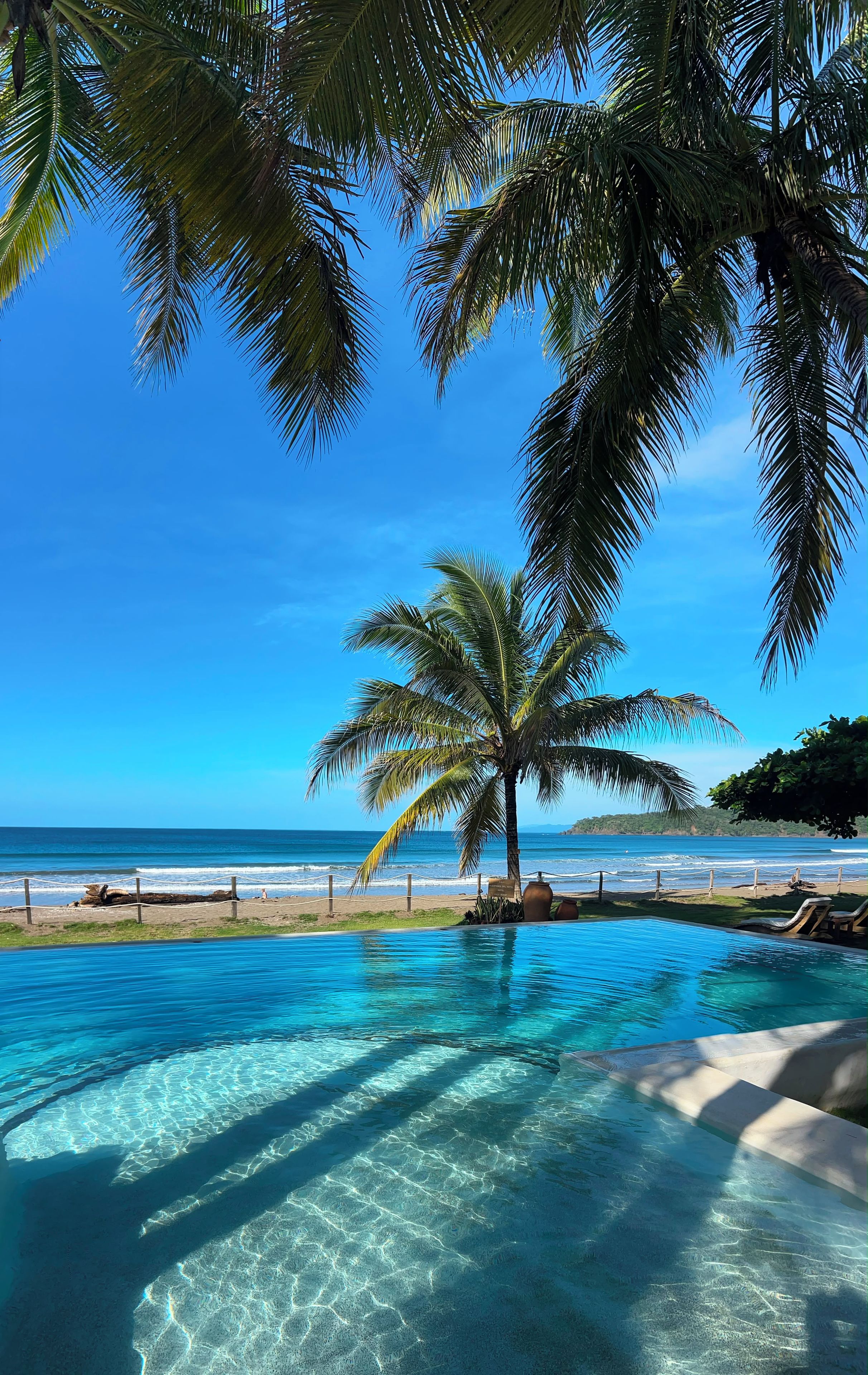 A clear blue sky, a palm tree, and a swimming pool with a view of the ocean.