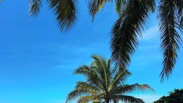 A clear blue sky, a palm tree, and a swimming pool with a view of the ocean.