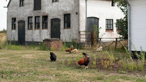 A large, rustic building with a steeply pitched roof and multiple windows, surrounded by a grassy field with a few chickens.