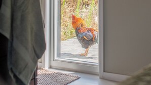 A window with a view of a garden, a towel hanging on a rack, and a woven basket on the wall.