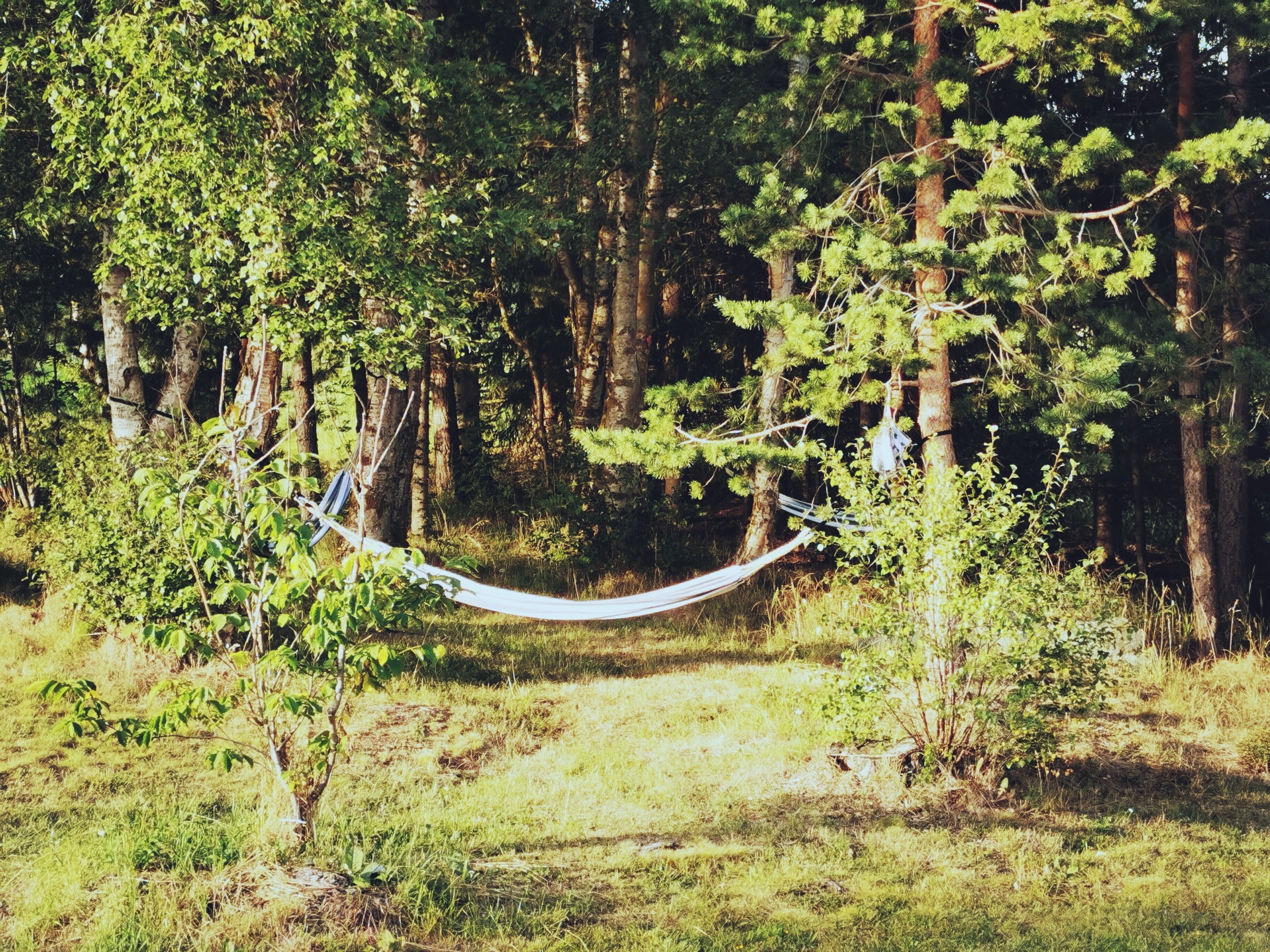 Een hangmat tussen bomen in een bebost gebied.
