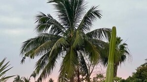 A rooftop terrace with potted plants and a palm tree. - Casa Botanica (Lo de Marcos)