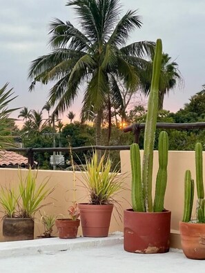 A rooftop terrace with potted plants and a palm tree. - Casa Botanica (Lo de Marcos)