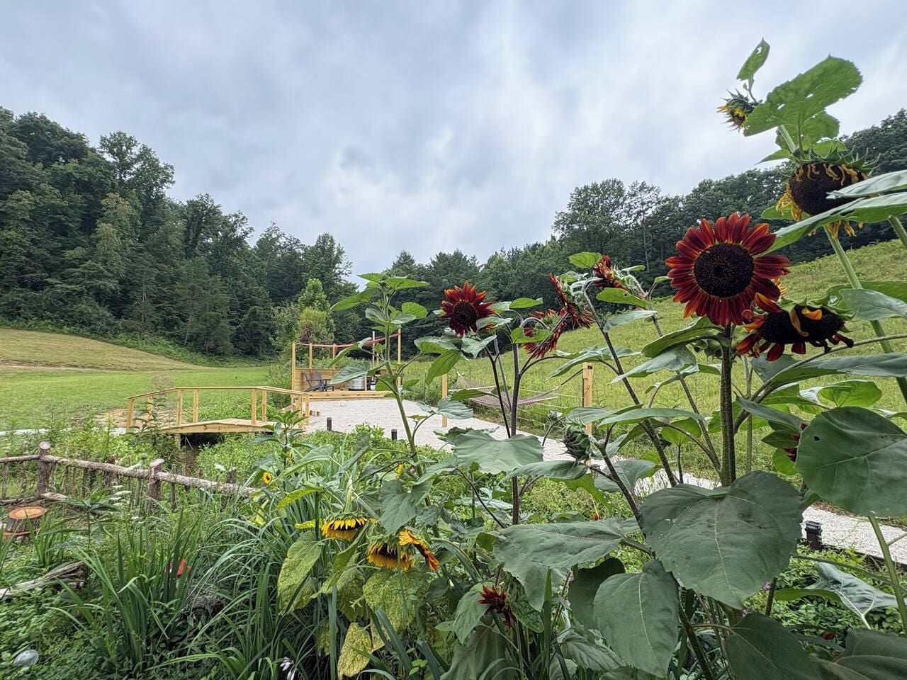 A garden with sunflowers, a wooden bridge, and a wooden fence.
