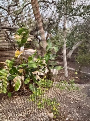 A view through a mesh fence with trees and foliage in the background. - Private pool home a bike ride to Siesta Key beach (Siesta Key)