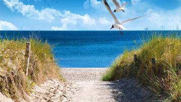 A sandy path leading to the sea with seagulls flying overhead.