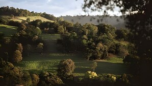 A landscape with rolling hills, dense trees, and a water body.