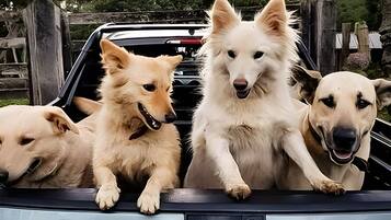 Three dogs in a vehicle with a wooden fence and trees in the background.