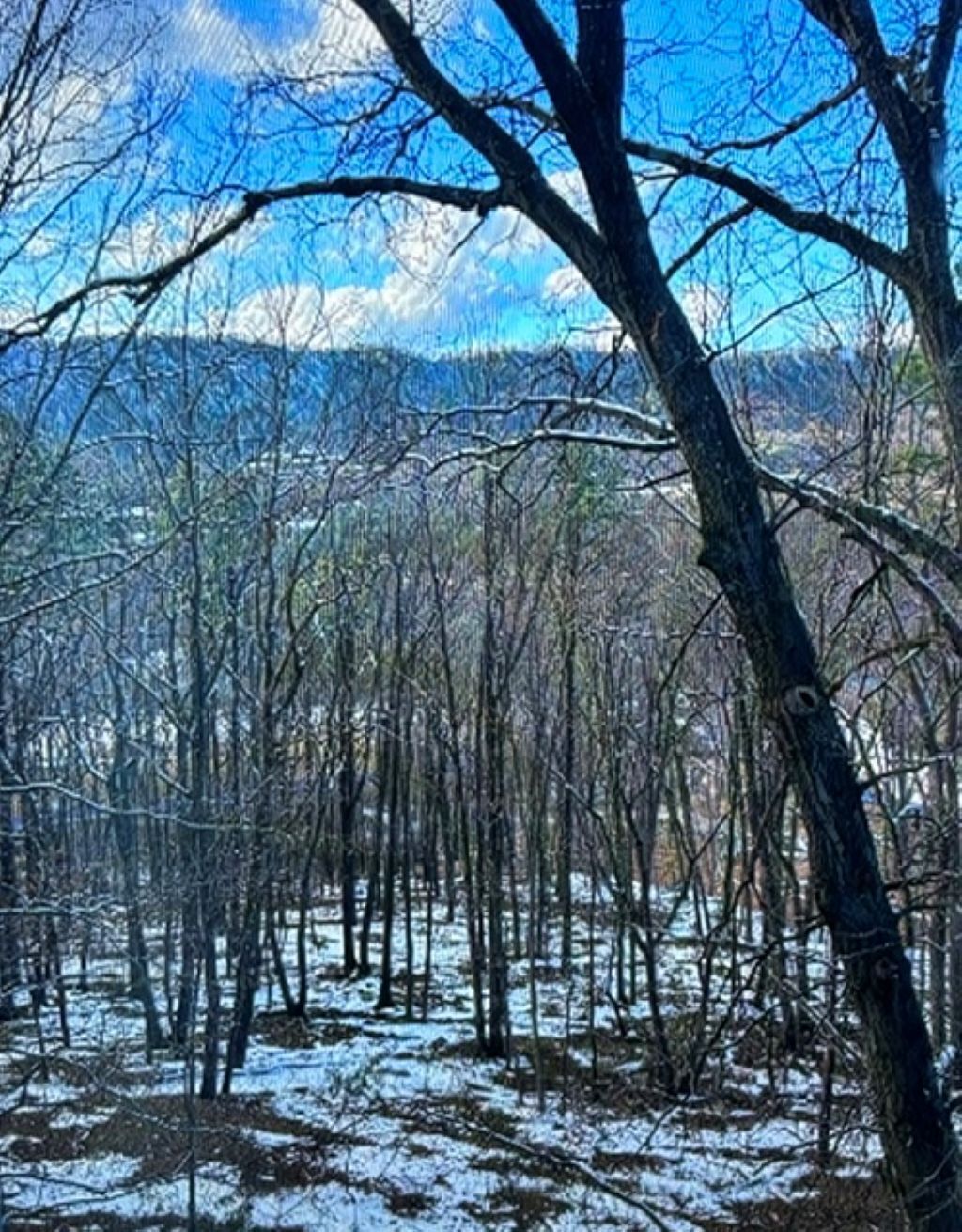 Une zone boisée où les arbres sont dégarnis et où la neige recouvre le sol.