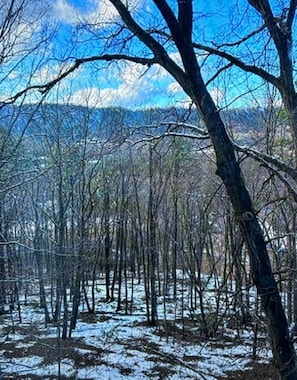 Un área boscosa con árboles desnudos y nieve en el suelo.