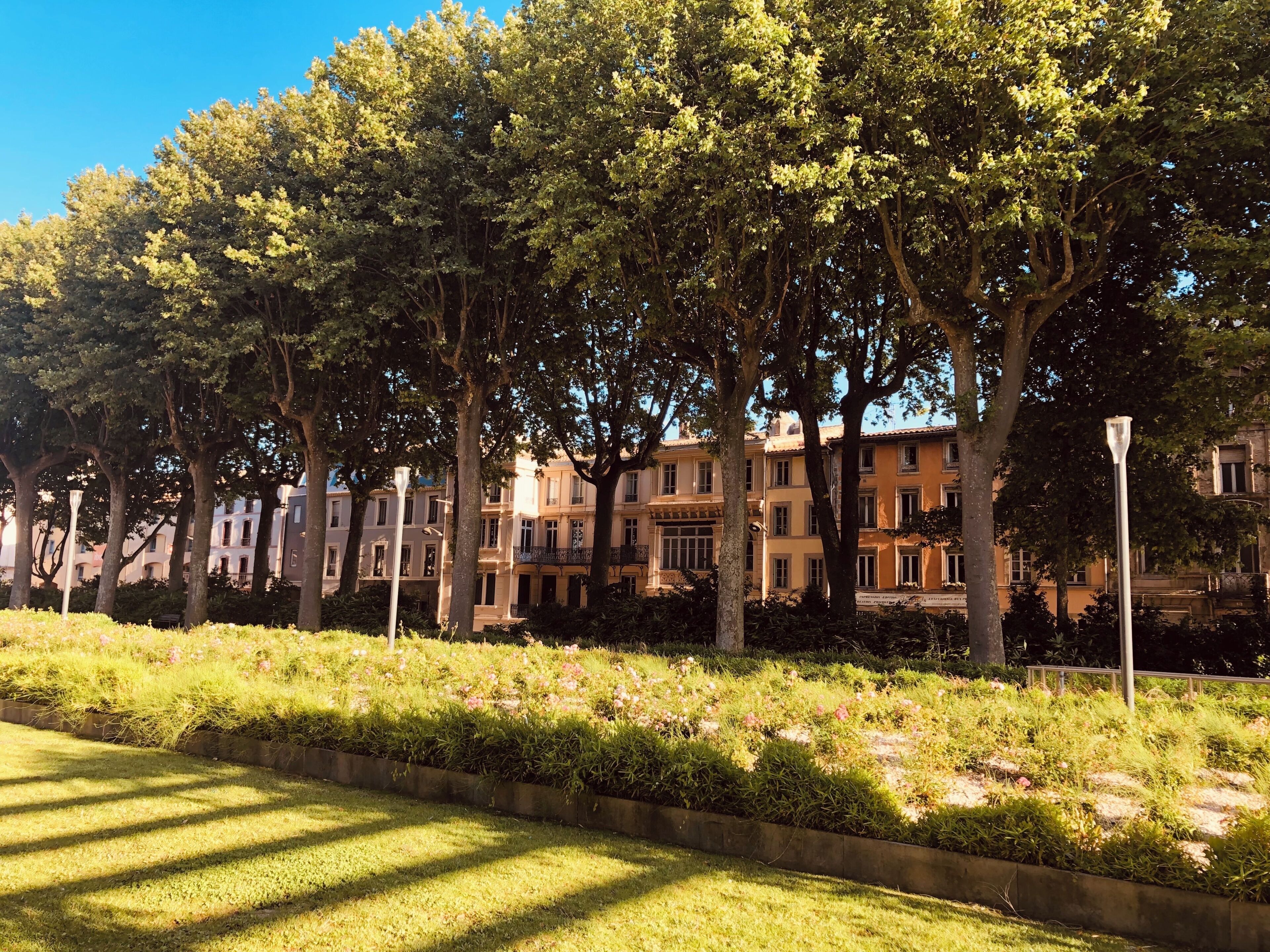 Une rangée d’arbres bordant une rue, avec des immeubles d’un seul côté.
