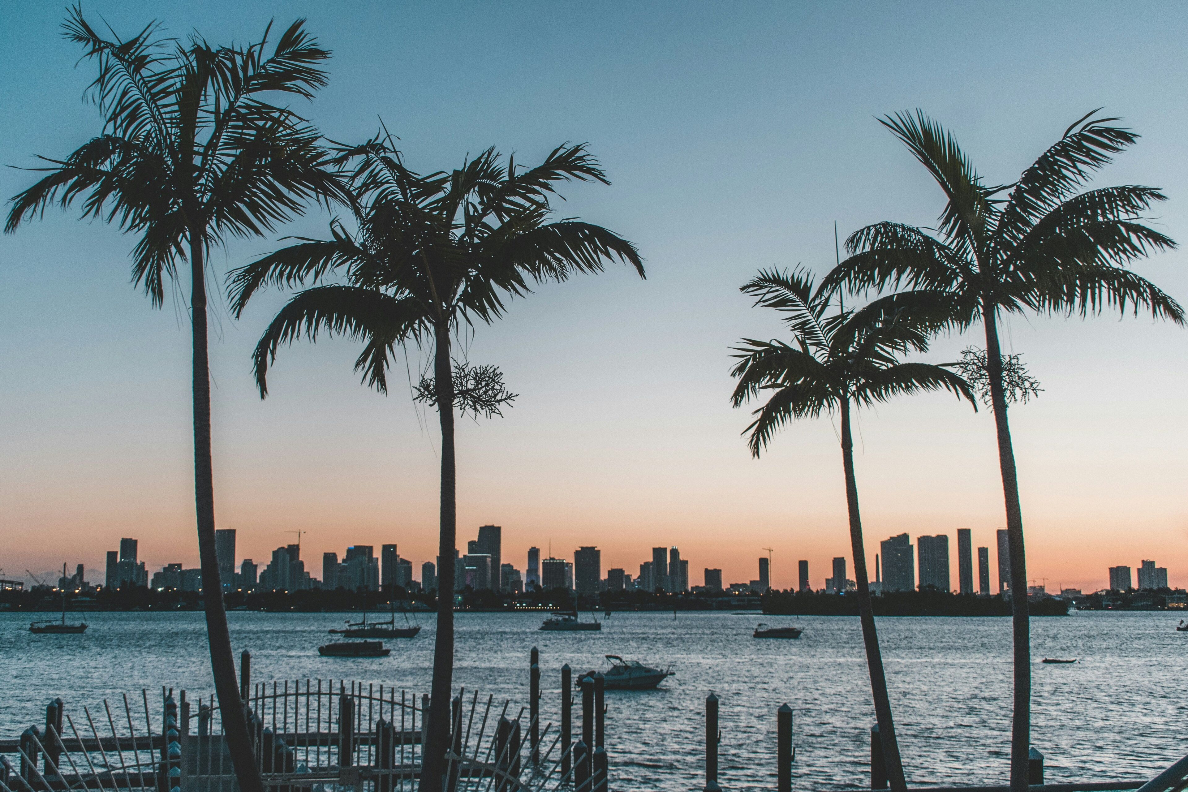 A waterfront view with palm trees and a city skyline in the background.