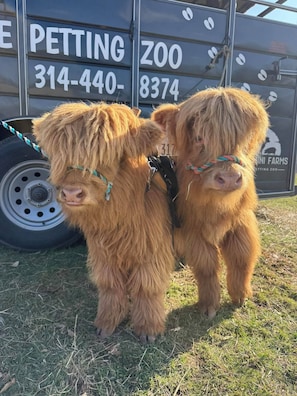 Two Highland cattle with braided ropes around their necks standing on grass.