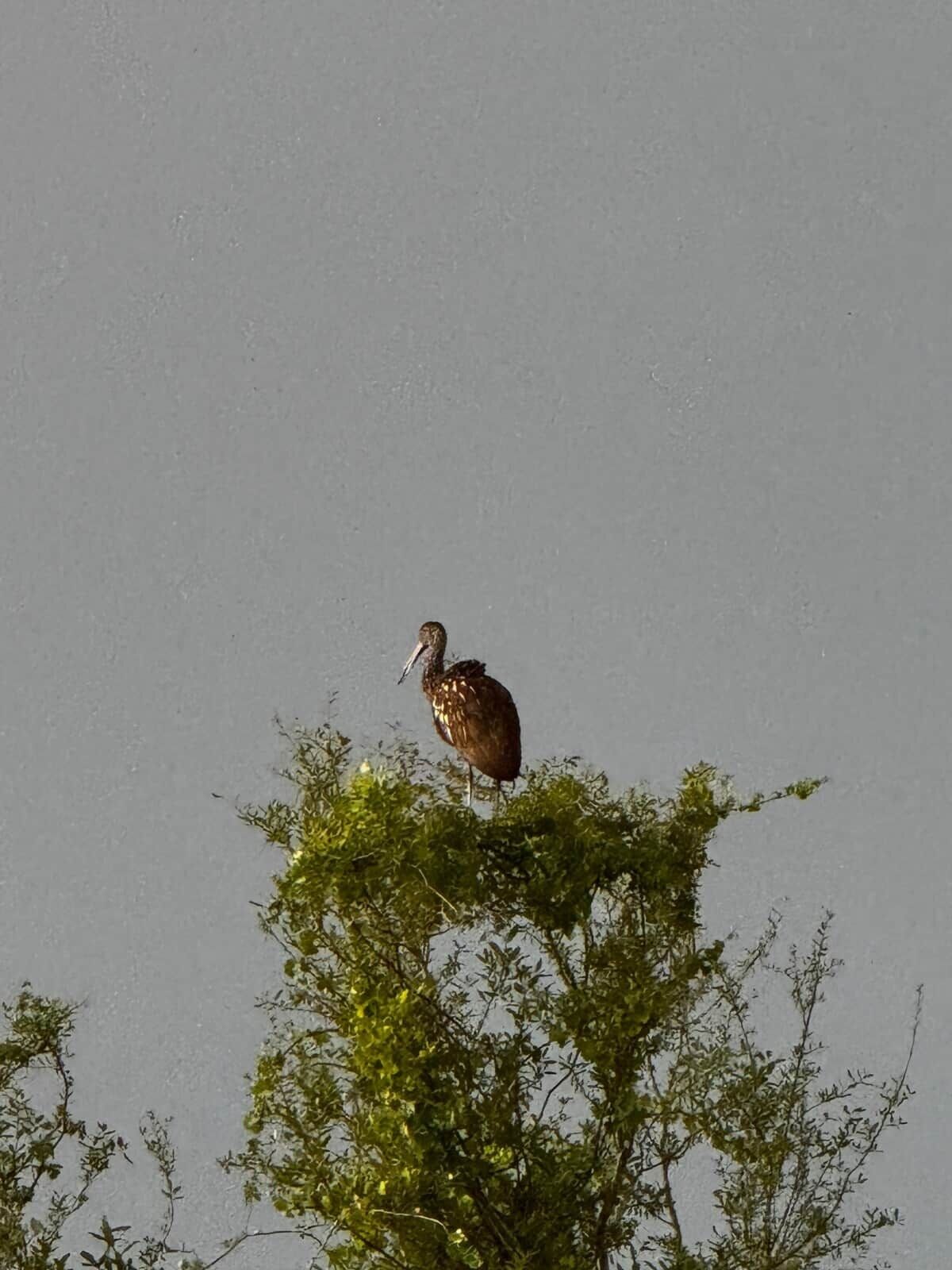 Un oiseau était perché sur une branche d’arbre.