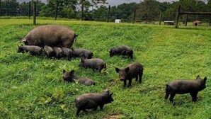 Eine Gruppe von Schweinen auf einer Wiese, im Hintergrund ein Zaun und Bäume.