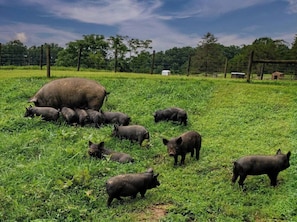 A group of pigs in a grassy field with a fence and trees in the background. - Bison Farm - Cabin "Vieja" (Culpeper)