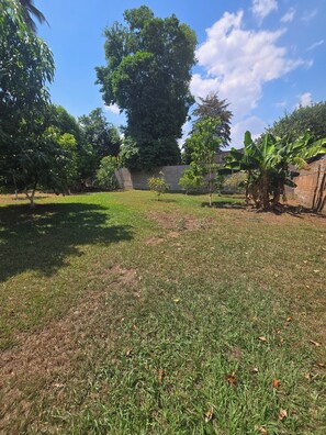 A grassy outdoor area with trees and a brick wall.