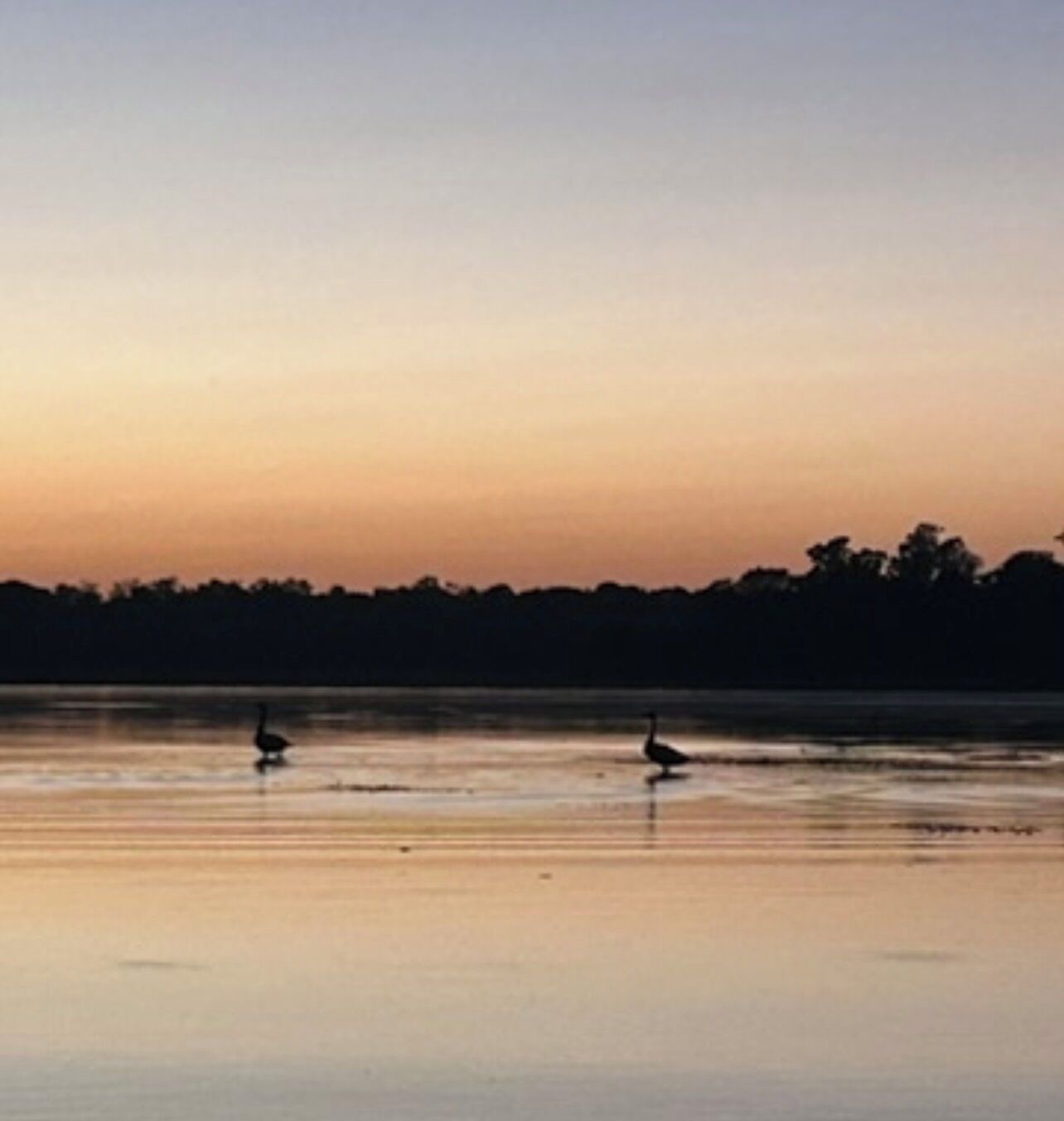 Een rustig wateroppervlak met twee vogels erboven.