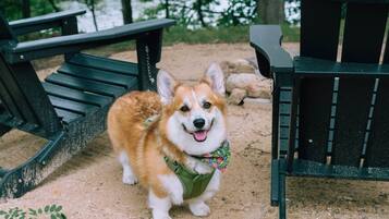 A dog standing between two park benches with a dirt ground and trees in the background.