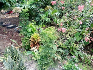 Un jardin avec différentes sortes de plantes et un pneu qui traîne par terre.