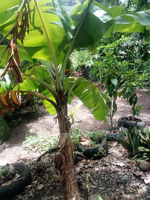 A banana tree with broad leaves and a trunk surrounded by various plants and tire planters.