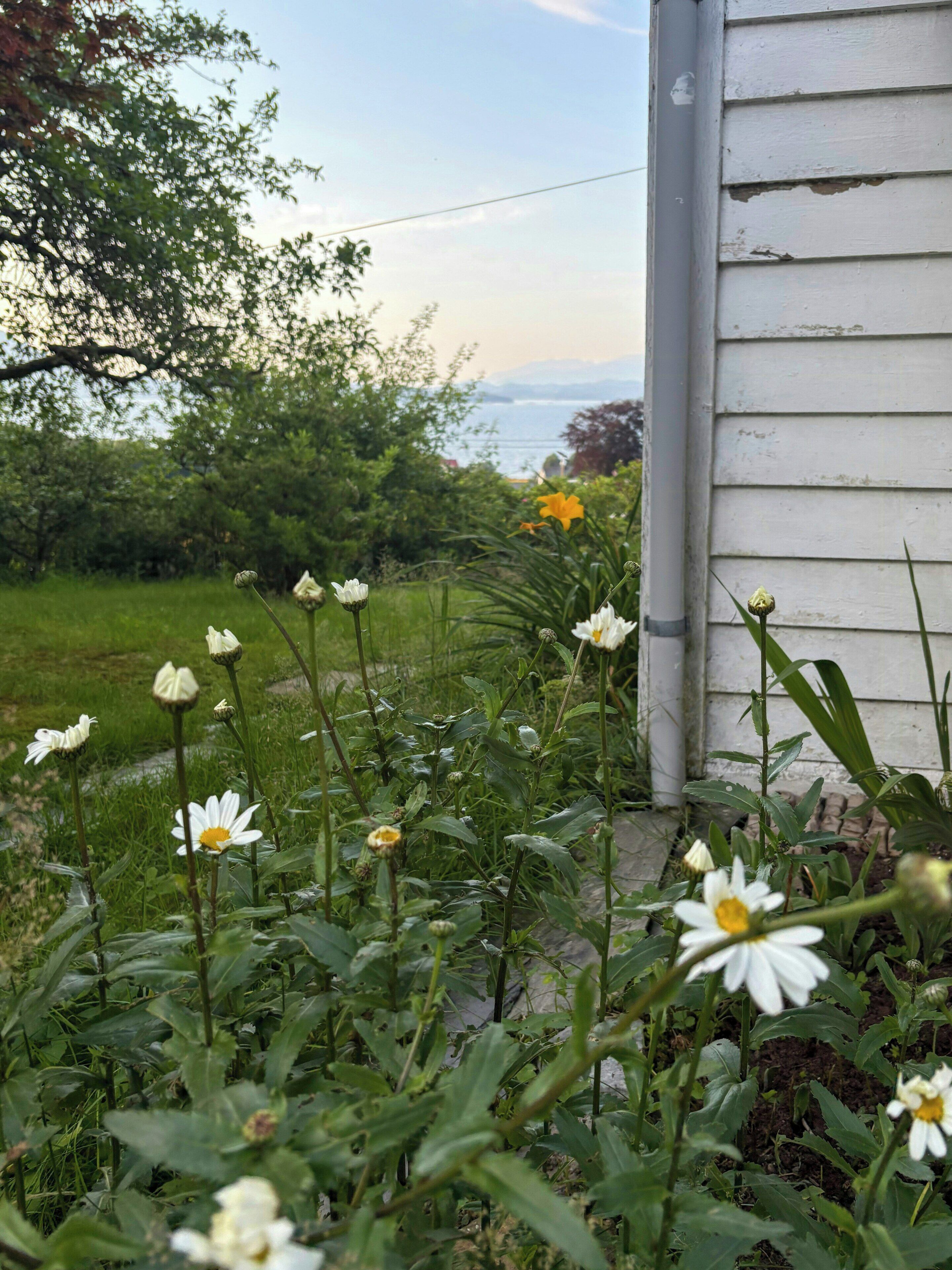 Un jardín con flores blancas y una casa al fondo.