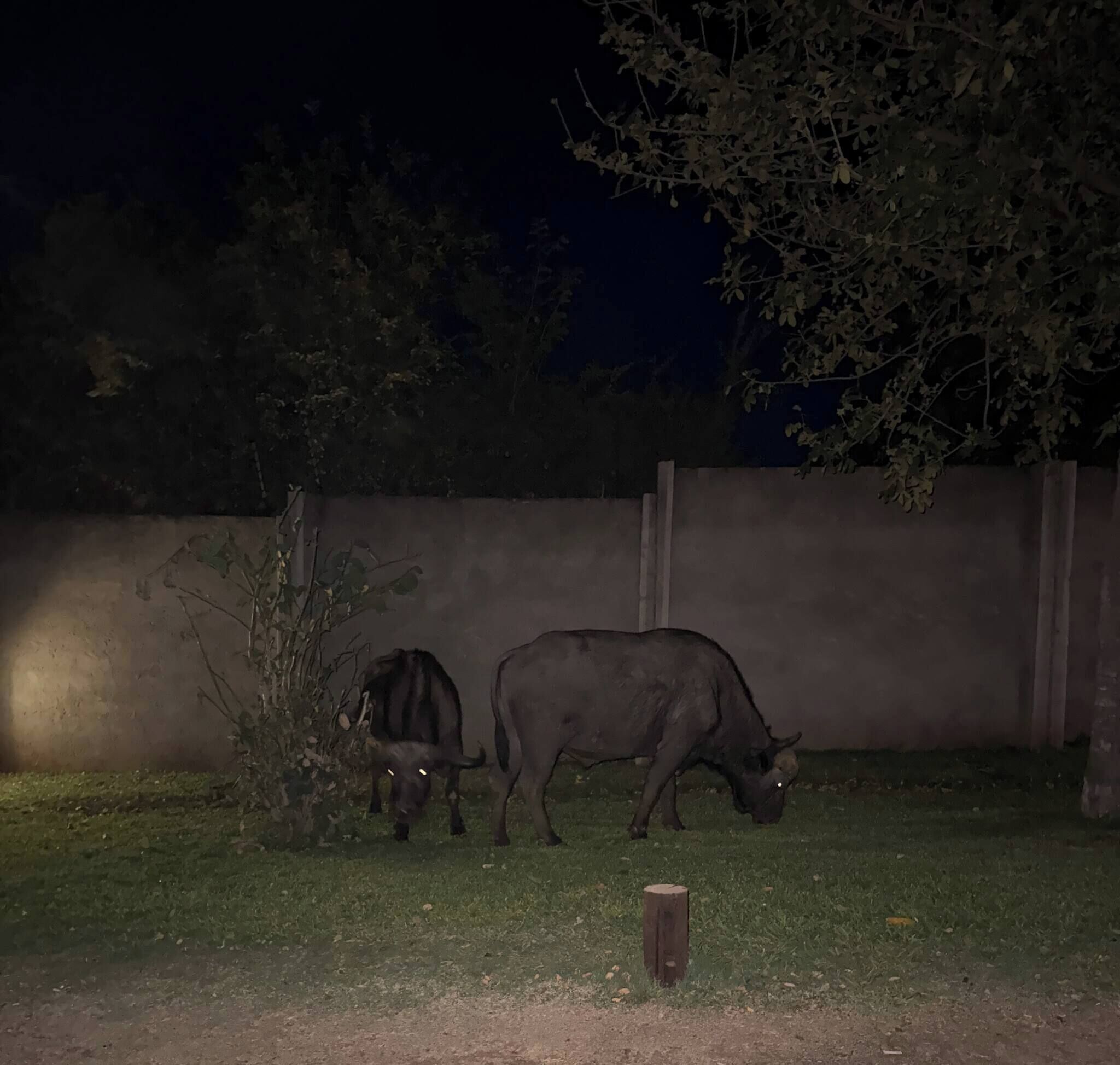 Een nachtelijke scène met twee koeien die in een grasveld grazen, een boom en een betonnen muur op de achtergrond.