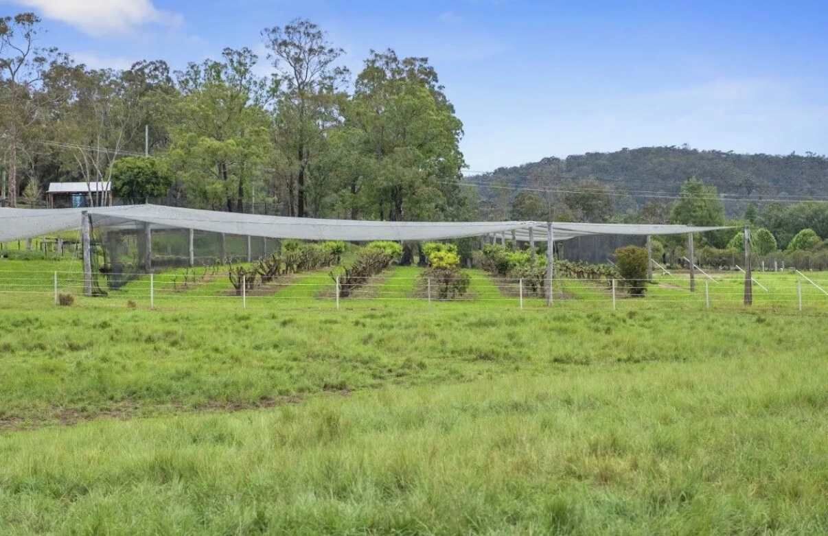 A fenced agricultural area with trees and a hill in the background.