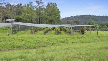 A fenced agricultural area with trees and a hill in the background.
