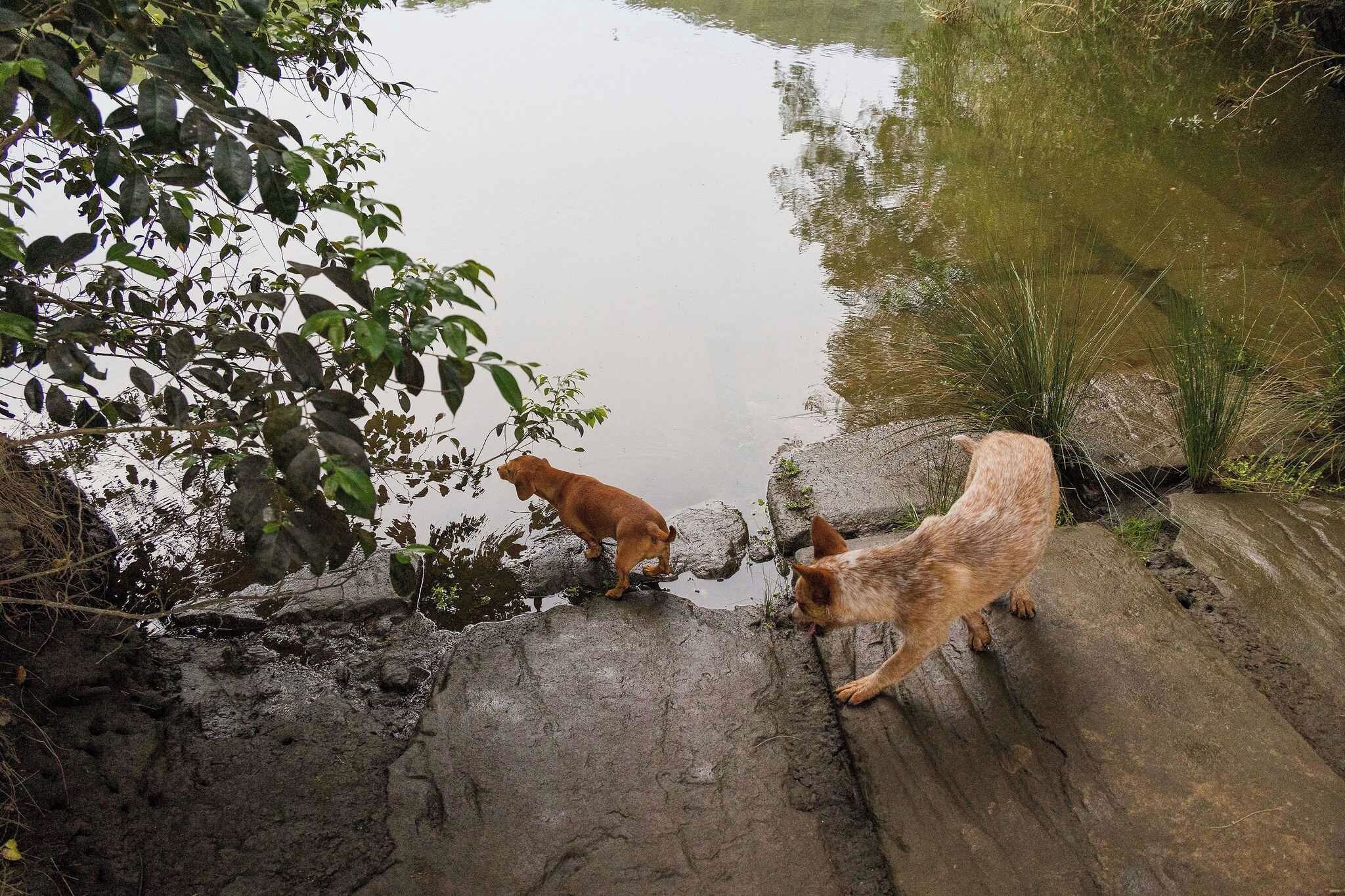 Twee honden bij een waterpartij met begroeiing en rotsen.