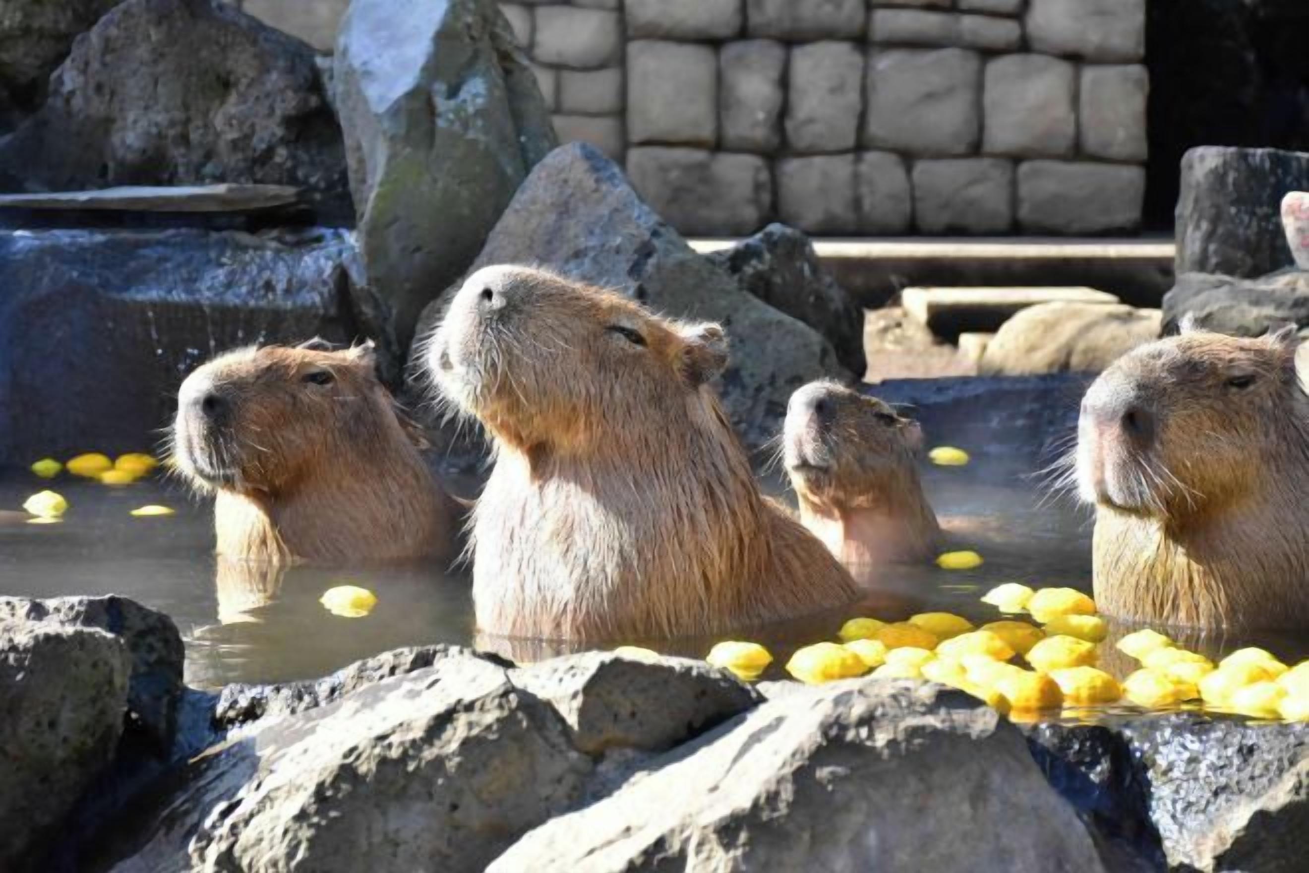 A group of animals in a water enclosure with rocks and a stone wall in the background.
