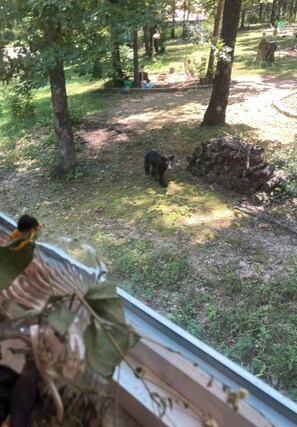 A bear in a wooded area with a pile of logs nearby. - Guest house, convenient setting, large wooded lot of towering oaks (Hollister)