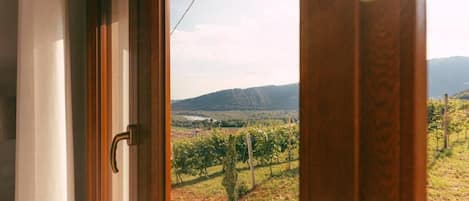 A view through a window with a wooden frame, overlooking a vineyard with rows of grapevines and distant hills.