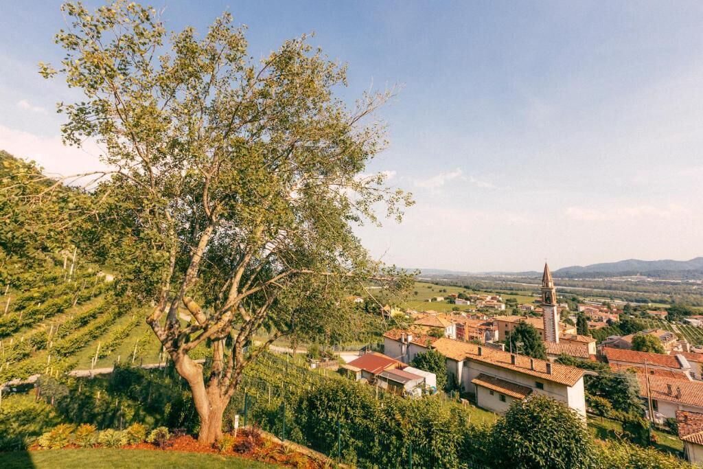 A rural landscape with a prominent tree, terraced vineyards, and traditional buildings.