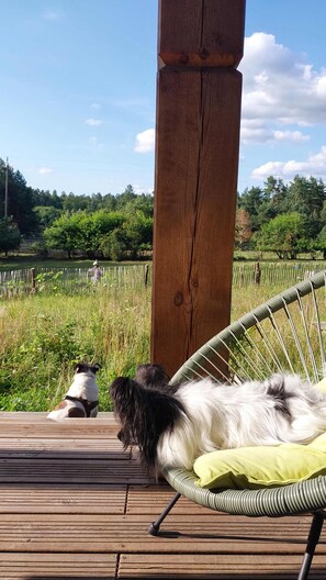 Eine Holzterrasse mit einem Metallstuhl und einem Hund, der auf einem Kissen liegt.
