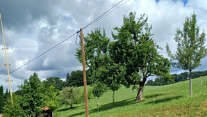 A paved pathway leading through a grassy area with trees and a utility pole.